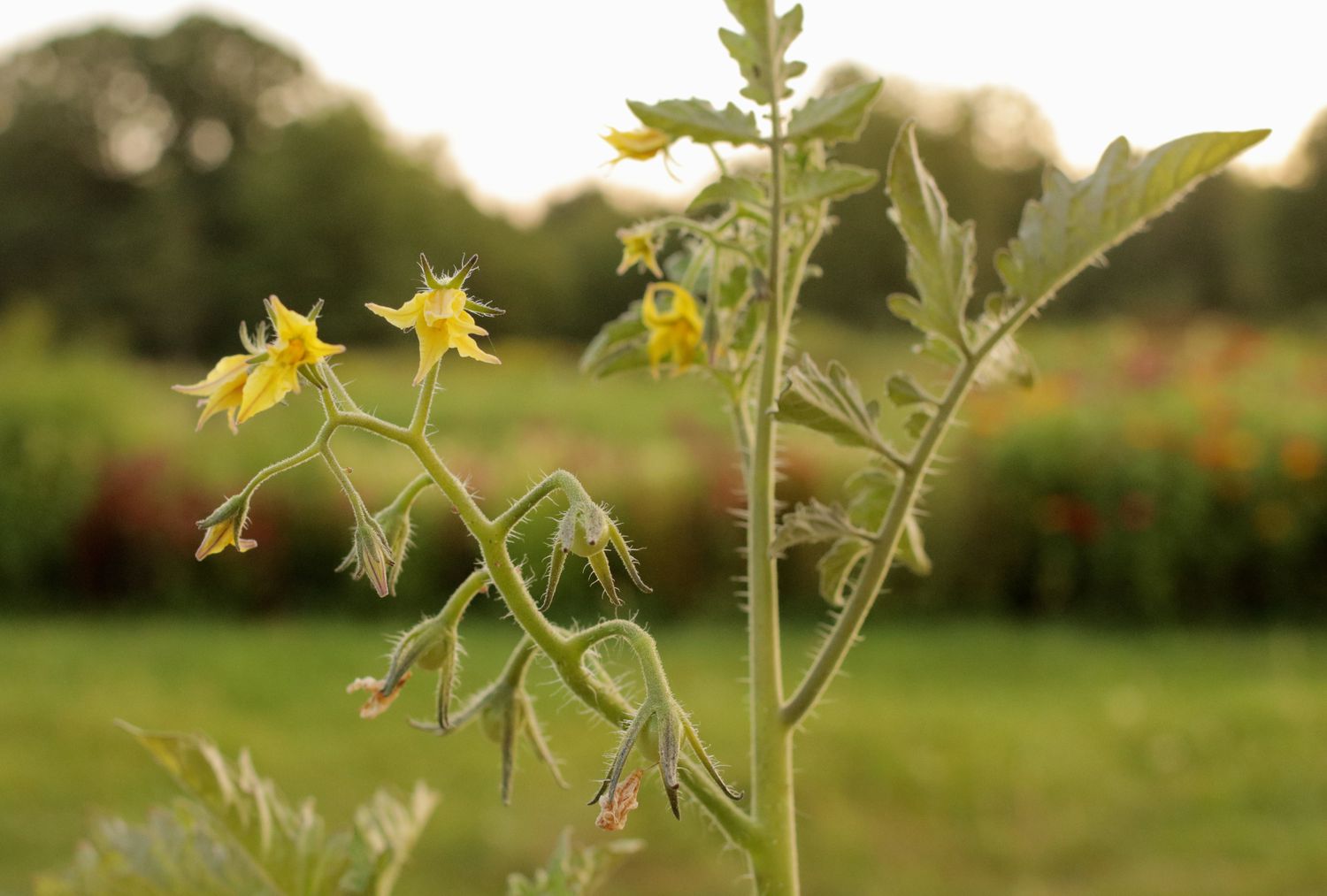 A detailed view of blossoms on a mortgage lifter tomato plant.