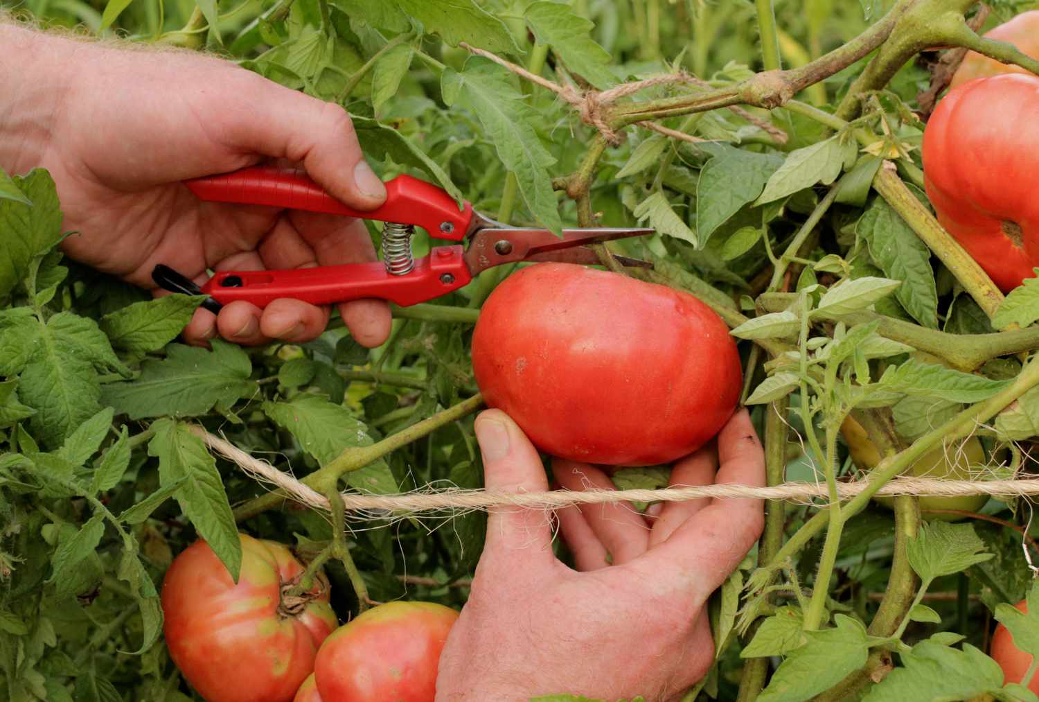 Gathering a fully matured mortgage lifter tomato.