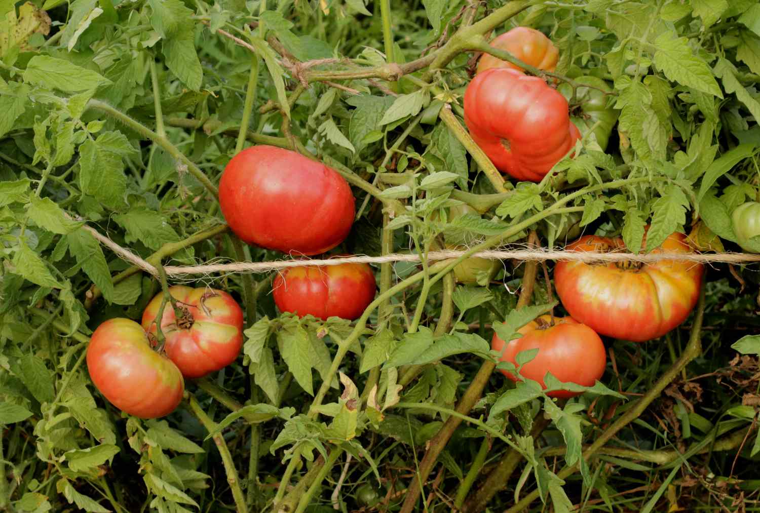 Mortgage Lifter tomatoes are now ripe for picking.