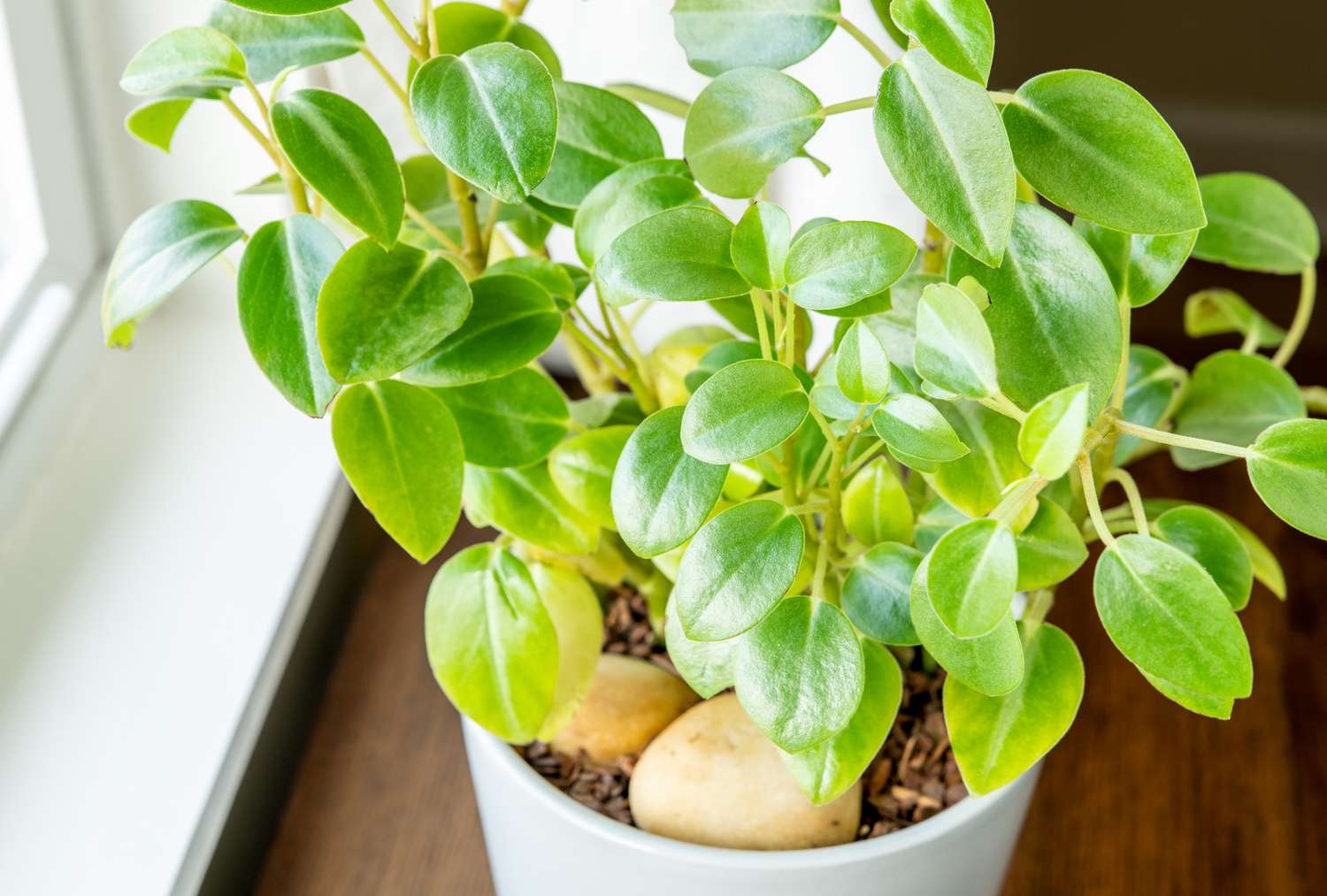 A close-up view from a slightly elevated angle of a peperomia orba plant.