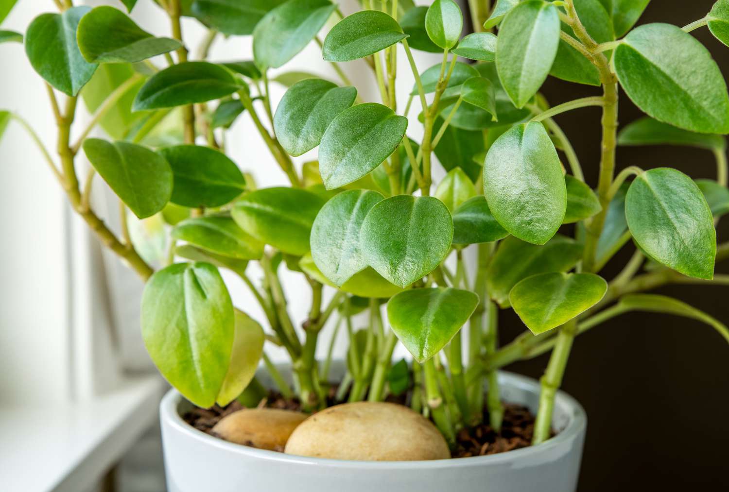 Detailed view of peperomia orba.