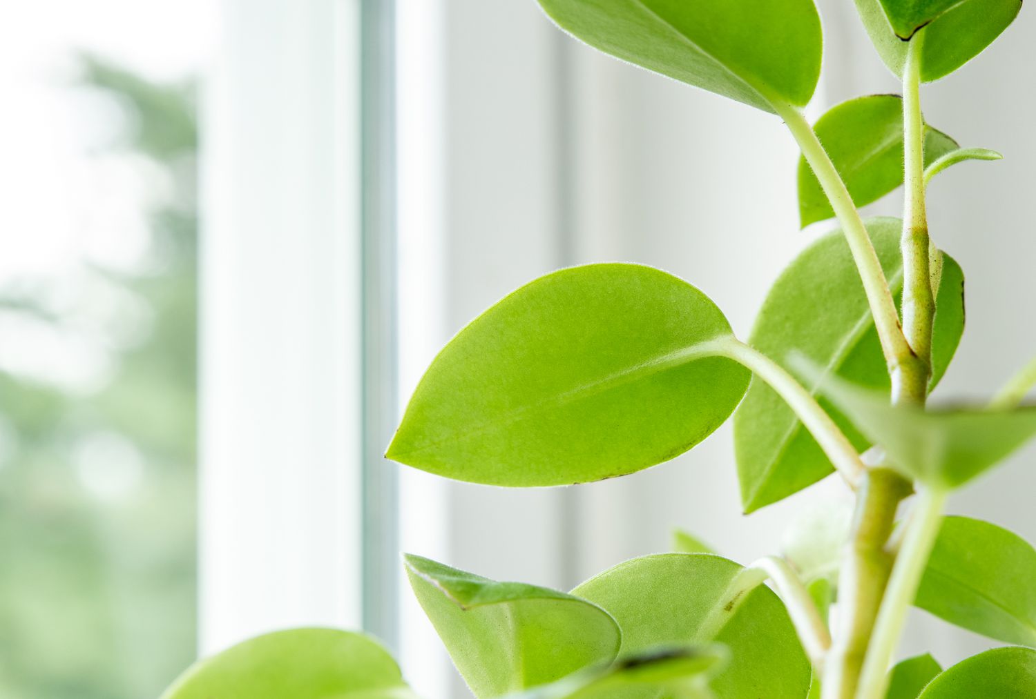 Close-up of Peperomia orba foliage.