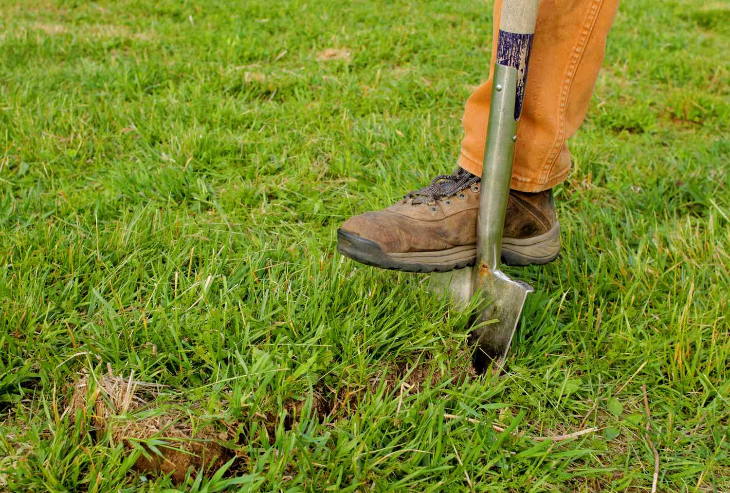 Slicing through the lawn with a garden spade.