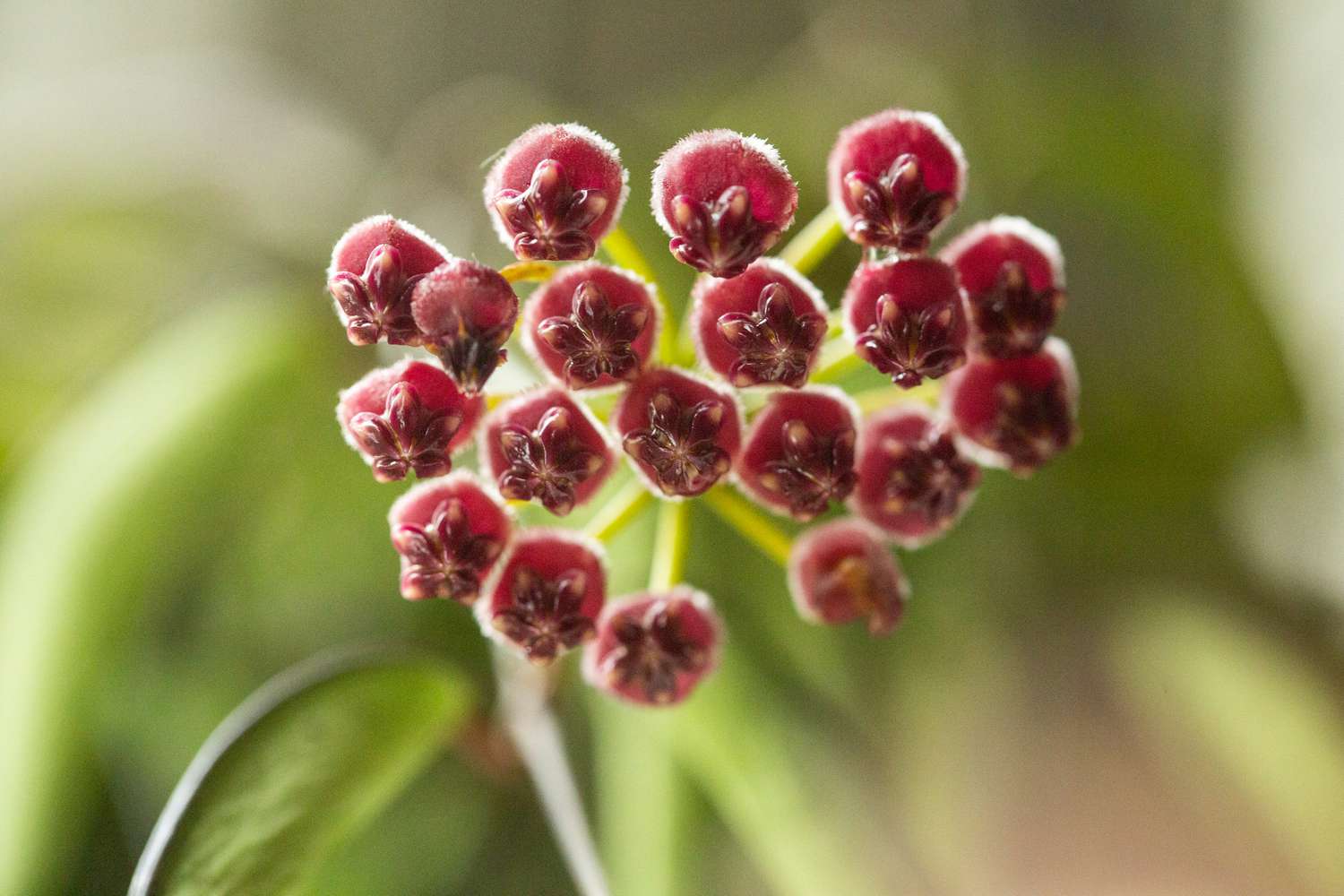 A detailed view of a Hoya Kentiana flower.