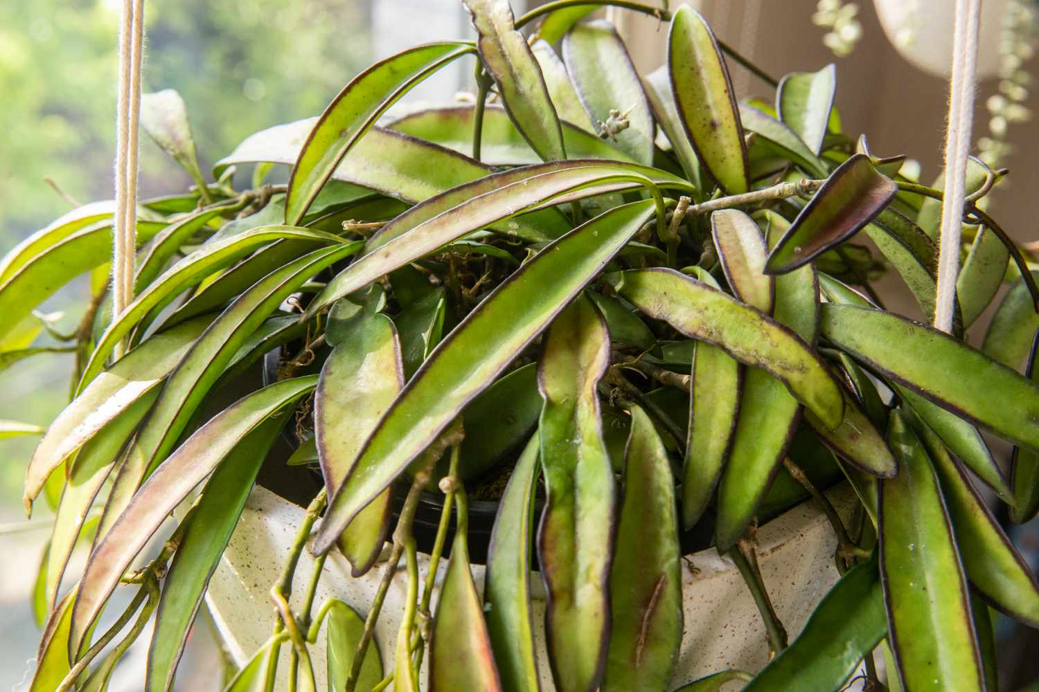 Detailed view of hoya kentiana leaves bathed in sunlight.