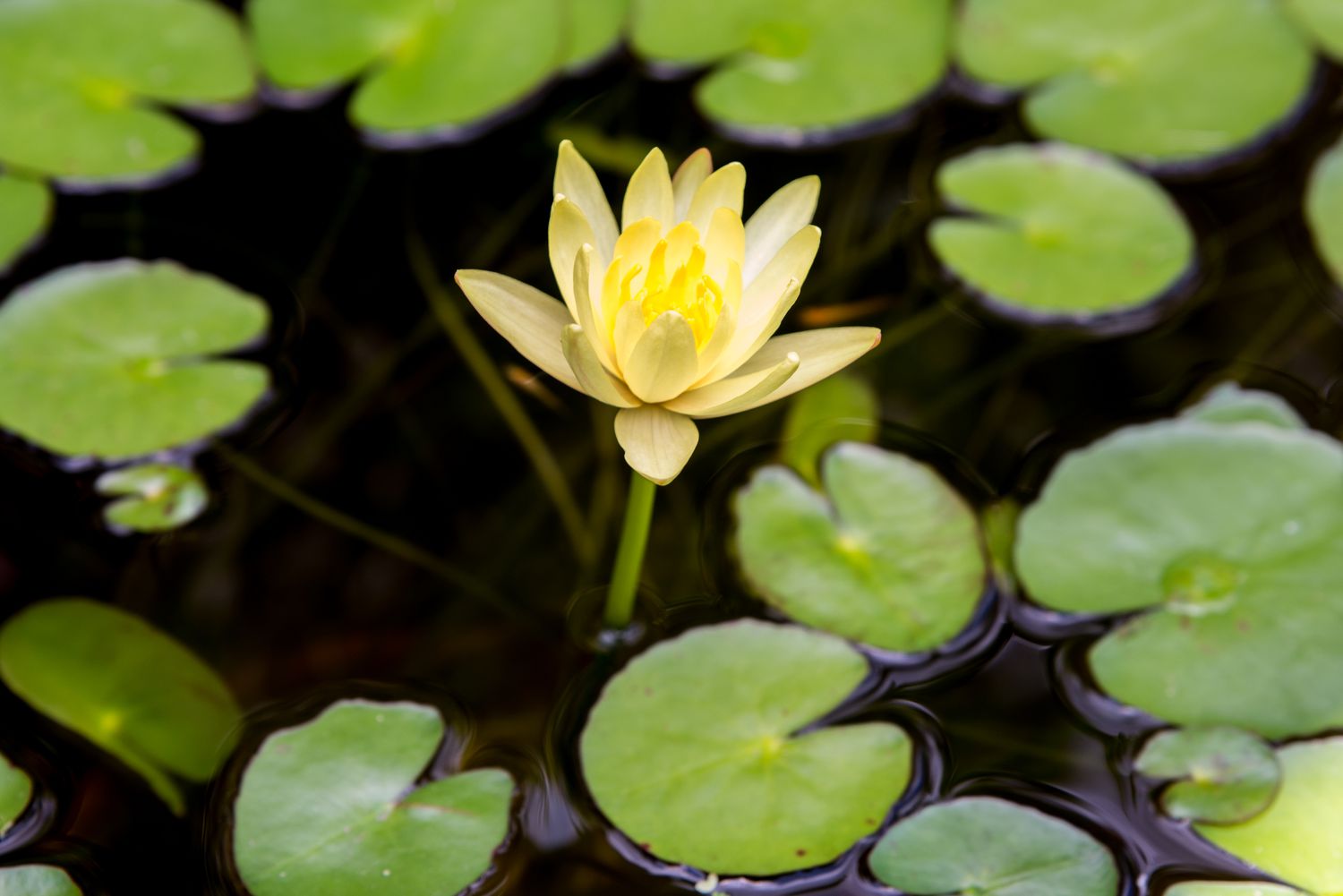 yellow pond lily