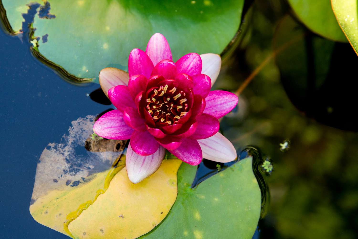 a water lily drifting on the surface of the water