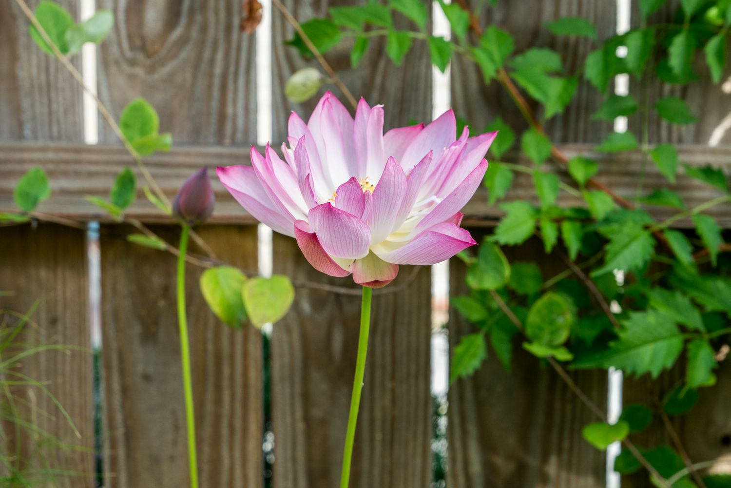 rose-colored lotus