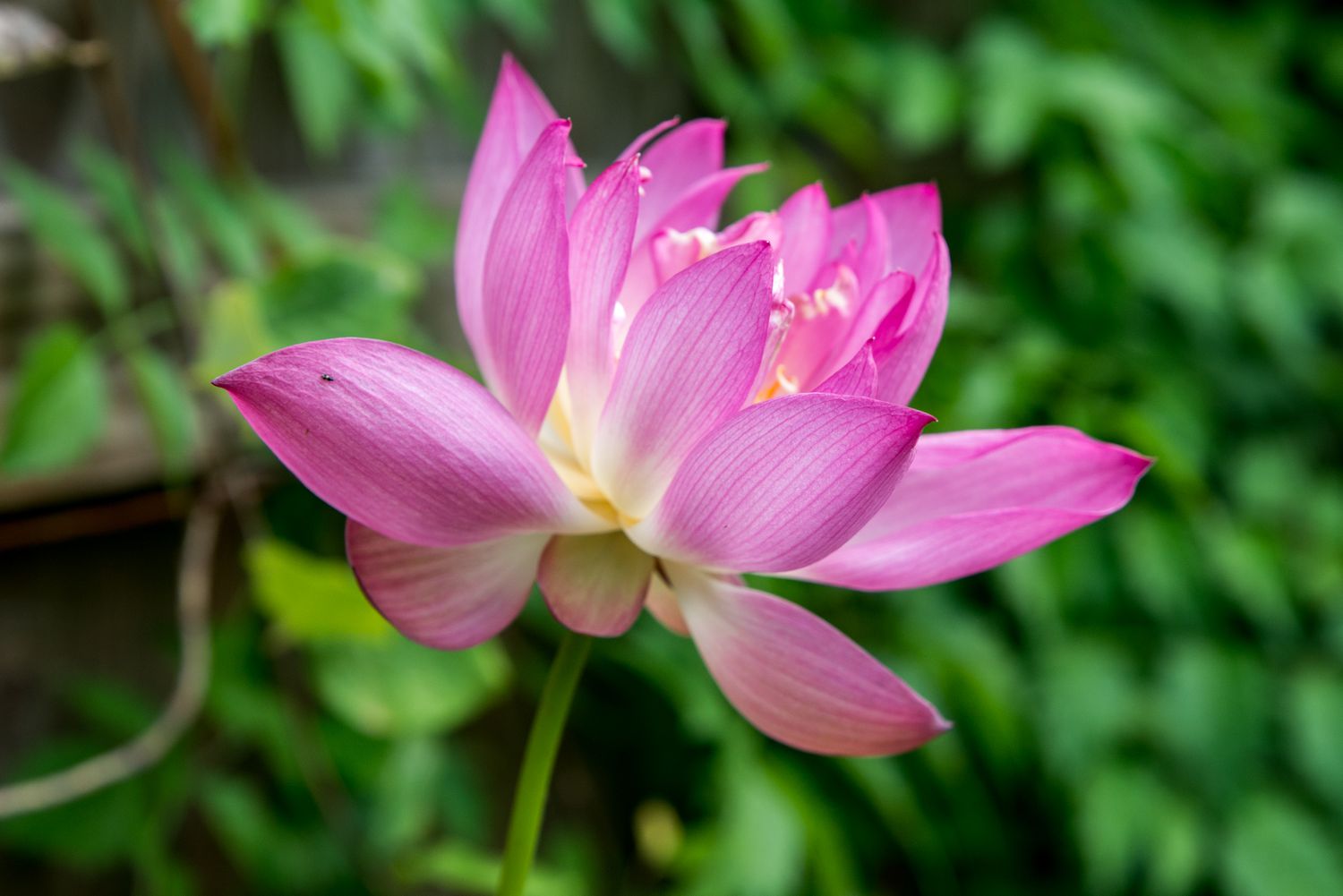 A detailed view of a pink lotus flower.