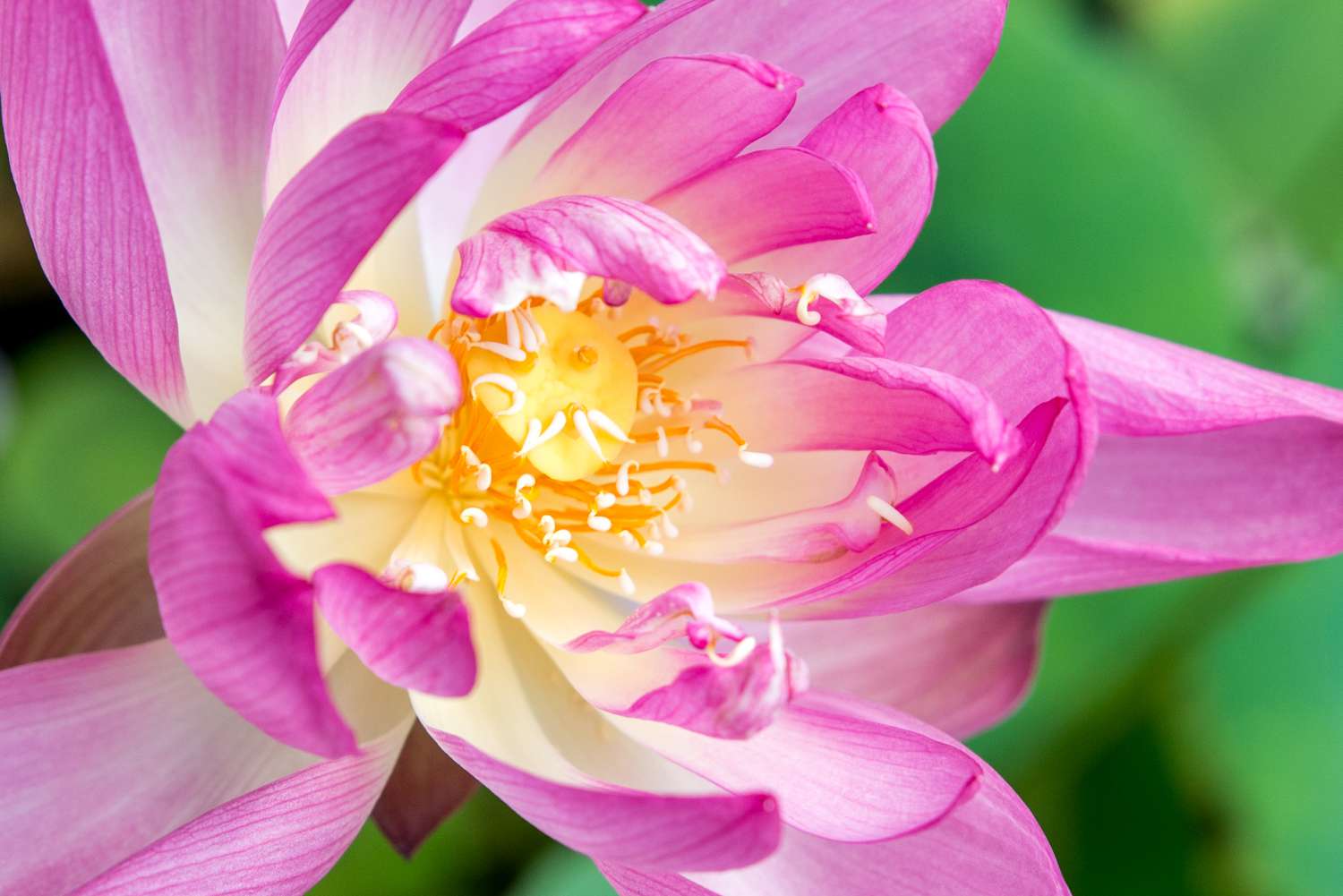 detailed view of a lotus flower