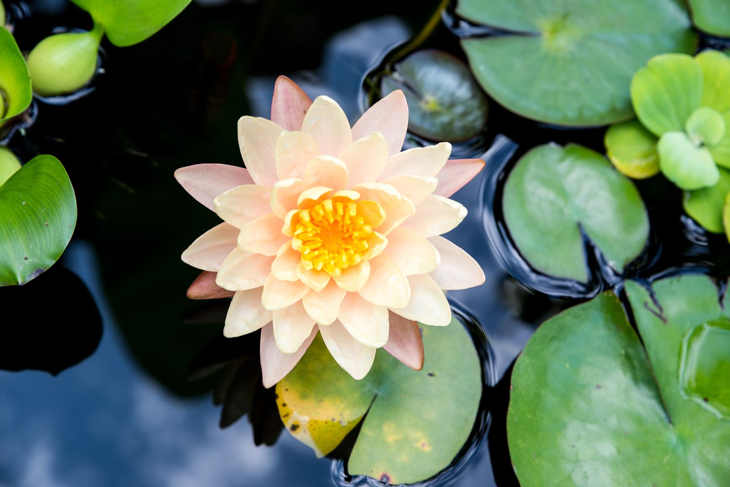 aerial perspective of a water lily