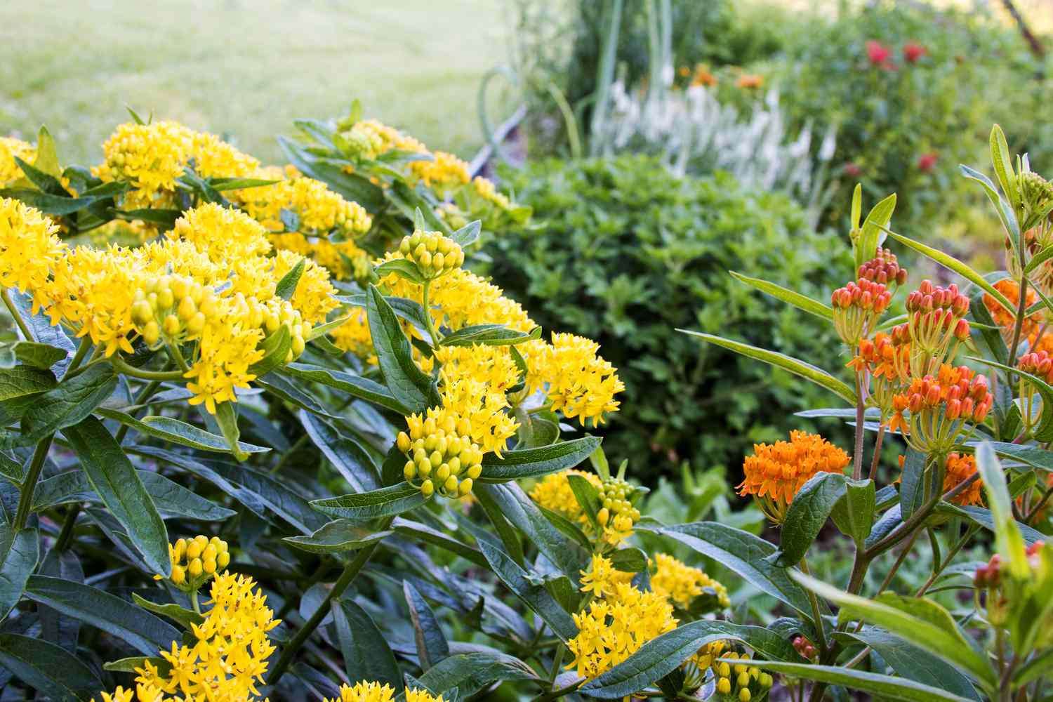 A vibrant garden brimming with blossoms in shades of yellow and orange.