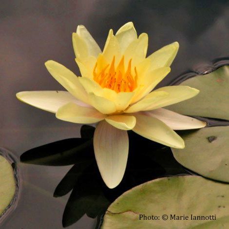 Water Lily by Charlene Strawn